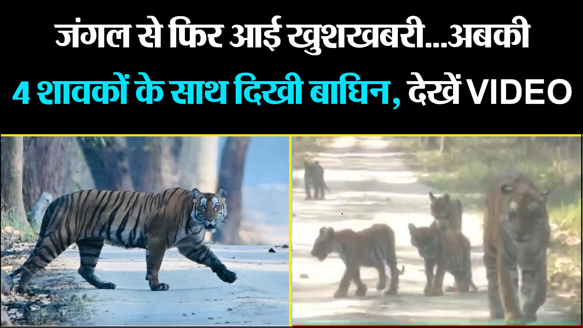 लखीमपुर खीरी: जंगल से फिर आई खुशखबरी...अबकी 4 शावकों के साथ दिखी बाघिन, देखें VIDEO