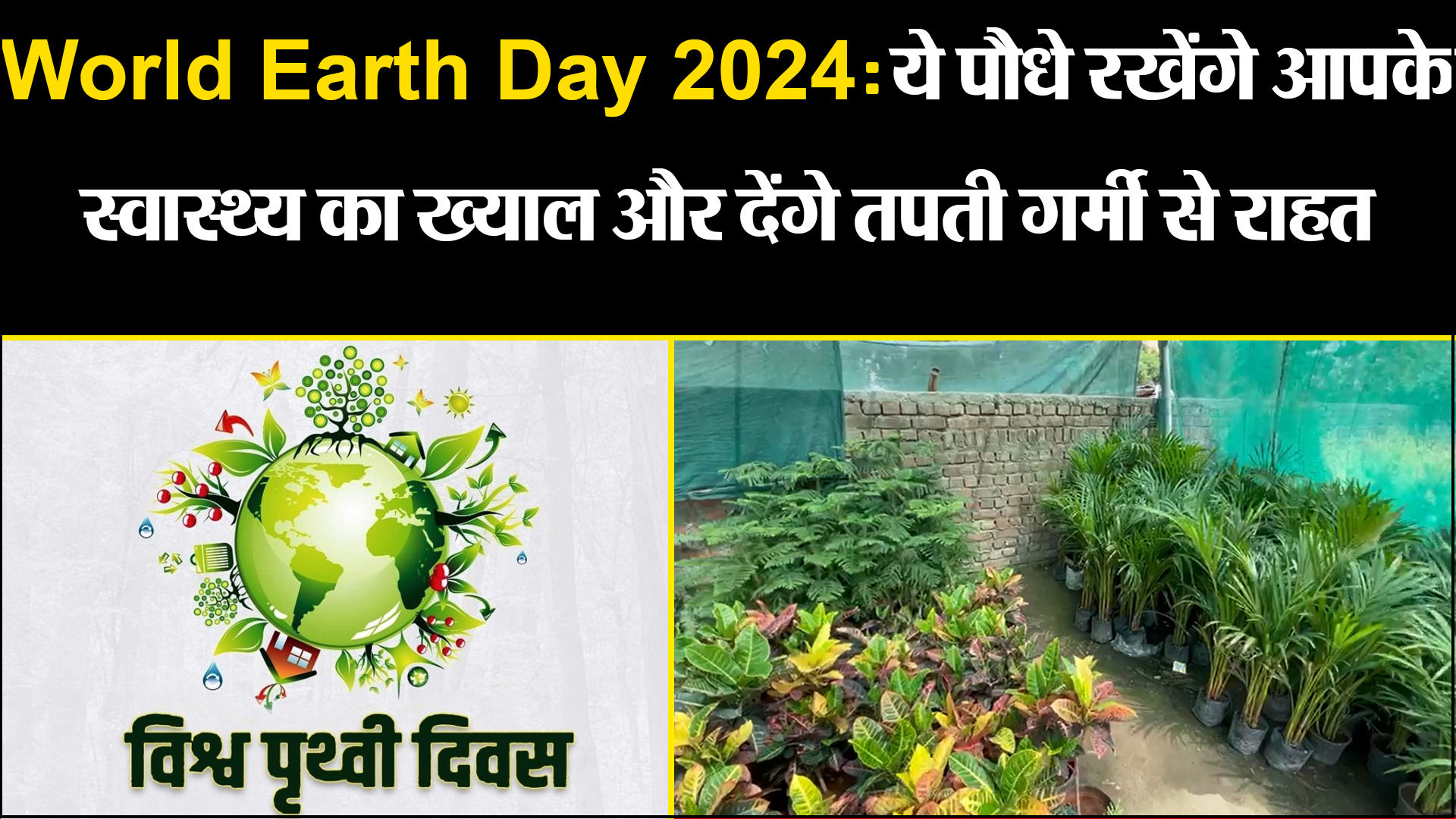 बरेली: World Earth Day 2024: ये पौधे रखेंगे आपके स्वास्थ्य का ख्याल और देंगे तपती गर्मी से राहत