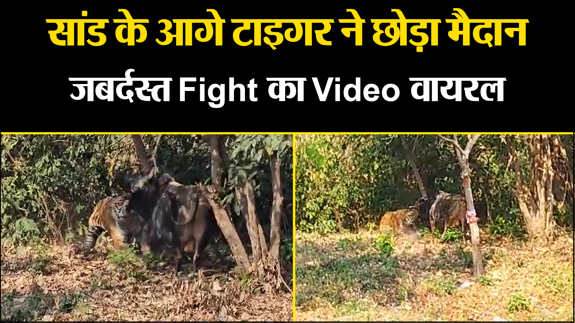 रामनगर: सांड के आगे टाइगर ने छोड़ा मैदान, जबर्दस्त Fight का Video वायरल