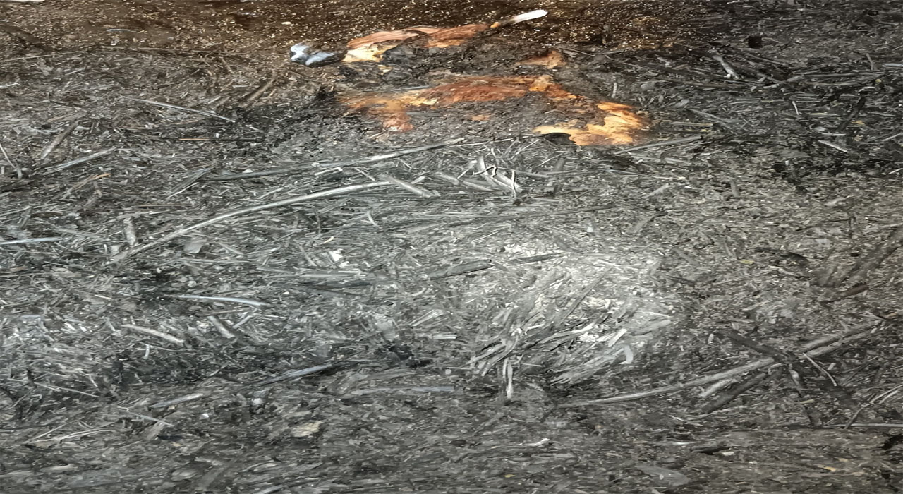 अयोध्या: आग में जिंदा जलीं 27 बकरियां, आठ झुलसीं, मच्छरों से बचाने को किया गया धुआं बेजुबानों के लिए बना काल 