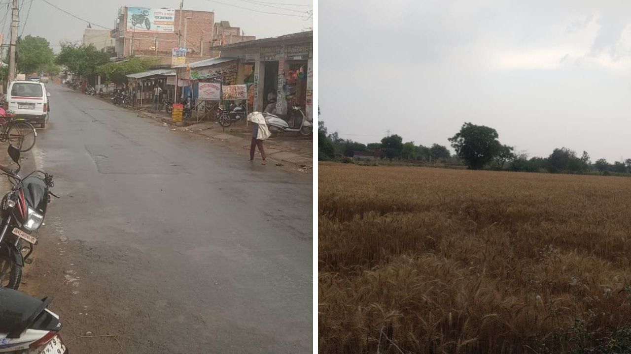 Kanpur Dehat News: आंधी और बारिश से बढ़ी किसानों की धड़कन, गेहूं की फसल को पहुंचा नुकसान