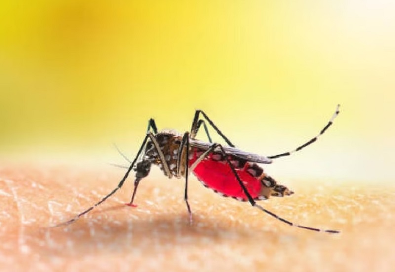 डेंगू से निपटने के लिए बैक्टीरिया आधारित एक नया समाधान हो सकता है कारगर 