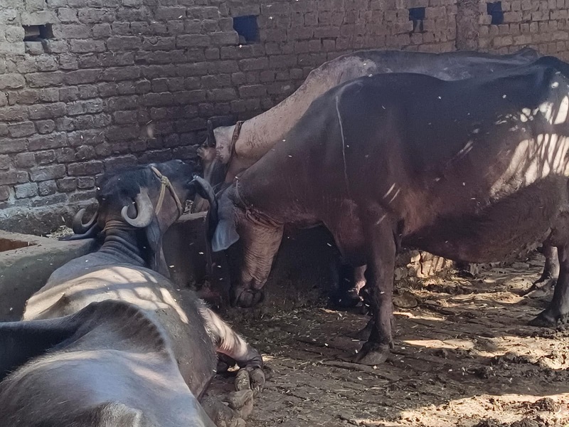 रामपुर : तापमान बढ़ते ही गिरने लगा पशुओं में दुग्ध उत्पादन, बेहतर रखने के लिए यह करें पशुपालक