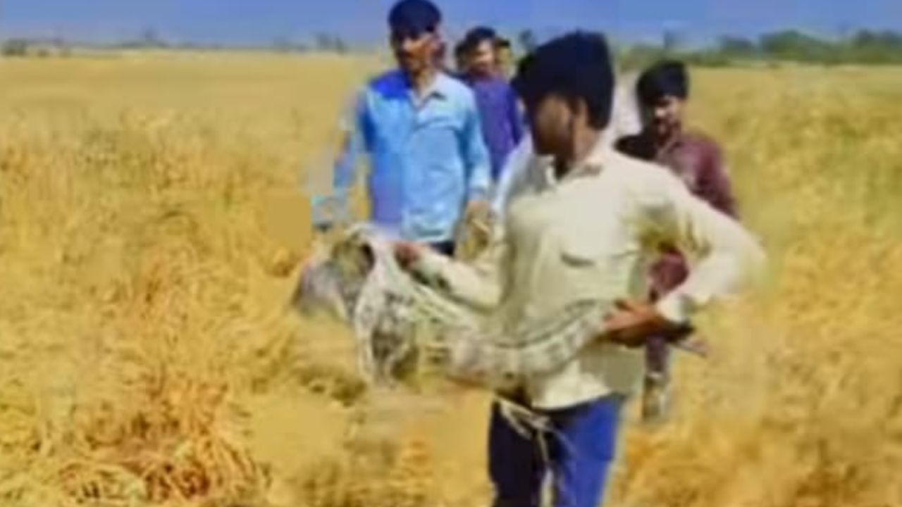 Farrukhabad: गेंहू के खेत मे निकला मगरमच्छ; किसानों में मची अफरा-तफरी