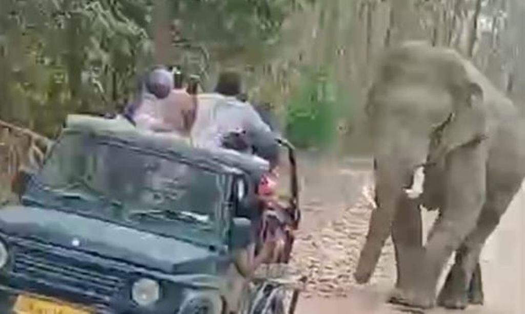 रामनगर: हाथी के पास वाहन ले जाने पर दो जिप्सी और दो गाइडों का फाटो में प्रवेश पर लगा प्रतिबंध   