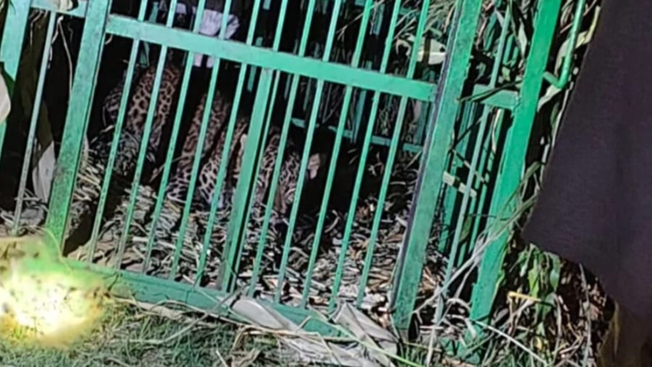 बहराइच: पिंजड़े में कैद हुई हमलावर मादा तेंदुआ, एक सप्ताह में कई लोगों पर किया हमला, बालिका को बनाया निवाला