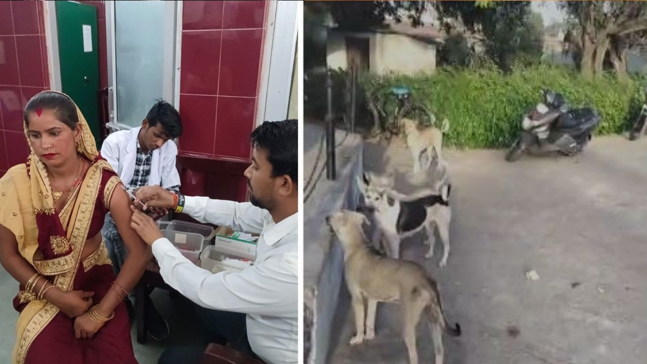 रामपुर: आवारा कुत्तों को नाश्ते में दूध ब्रेड और लंच-डिनर में मिल रहा चिकन