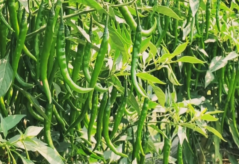 Good News : खाड़ी देशों में व्यंजनों का जायका बढ़ाने को रामपुर की हरी मिर्च का लगेगा तड़का, जानिए क्या बोले किसान?