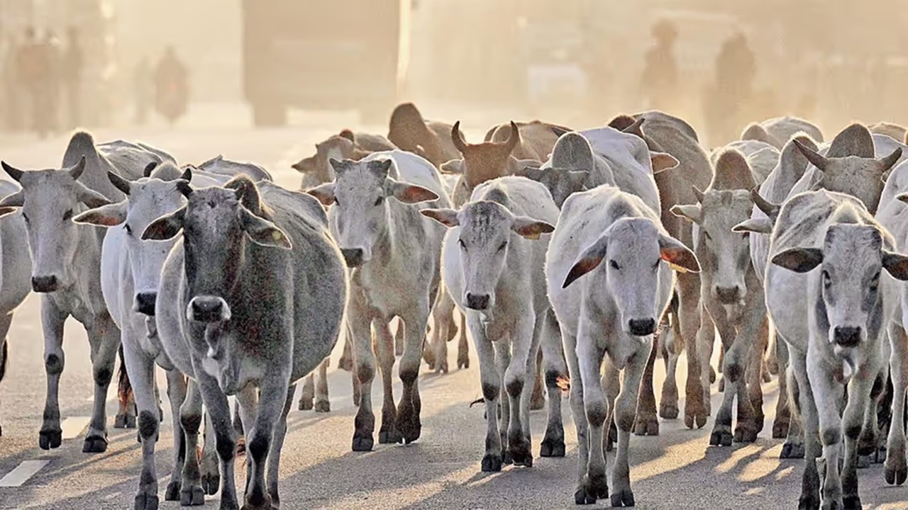 Good News : कानपुर मंडल में 1.19 लाख से अधिक निराश्रित गोवंश सुरक्षित, 10,601 पशुपालकों को मिल रही ₹1500 प्रति पशु सहायता Good News : कानपुर मंडल में 1.19 लाख से अधिक निराश्रित गोवंश सुरक्षित, 10,601 पशुपालकों को मिल रही ₹1500 प्रति पशु सहायता