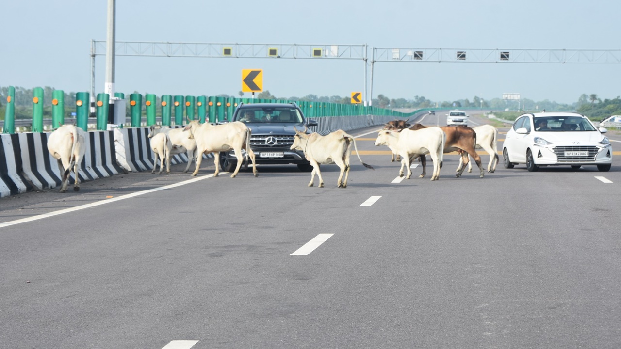 Lucknow-Kanpur Expressway : एक्सप्रेसवे पर बीच सड़क घूम रहा मवेशियों का झुंड, बाल-बाल बचे वाहन सवार Lucknow-Kanpur Expressway : एक्सप्रेसवे पर बीच सड़क घूम रहा मवेशियों का झुंड, बाल-बाल बचे वाहन सवार