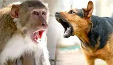 बरेली: लाखों जिंदगी पर भारी है कुत्ते-बंदरों का खौफ... हल्के में मत लीजिए -  Amrit Vichar