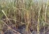 अयोध्या: पराली की आग से गन्ने की ढाई बीघा फसल जलकर राख, छह दिन बाद दर्ज हुई एफआईआर