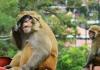 मुरादाबाद: बटुआ ले गया बंदर, चोरी का आरोप लगा थाने पहुंची महिलाएं