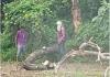 बरेली: अवैध रूप से हो रही शीशम के पेड़ की कटाई, वीडियो वायरल