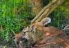 बहराइच : कतर्नियाघाट में इलाज के दौरान घायल बाघ की मौत