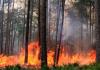 अल्मोड़ा: जंगल की आग के बीच से ईवीएम संग लौटी पोलिंग पार्टी 