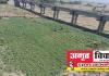 प्रयागराज: चिता की ठंडी राख पर हो रही सुकून की खेती, कछारी इलाकों में खेती कर चला रहे परिवार