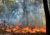 बरेली: रुहेलखंड विश्वविद्यालय परिसर मे लगी आग, मची अफरा-तफरी