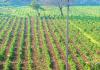 Kanpur: जलवायु के अनुसार विकसित होंगे बीज; CSA ने किया नुजिवीडू सीड्स के साथ समझौता, किसानों की बढ़ेगी आय