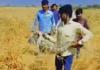 Farrukhabad: गेंहू के खेत मे निकला मगरमच्छ; किसानों में मची अफरा-तफरी