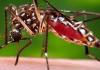 Unnao: मच्छरों की भरमार, बाशिंदों को फांगिंग की दरकार; निष्प्रभावी साबित हो रहा एंटी लार्वा रसायन