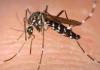 पीलीभीत: पीवी मलेरिया और डेंगू का मिला एक-एक मरीज, स्वास्थ्य विभाग अलर्ट