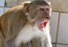 Bareilly News: ...तो जून तक बंदरों के हमलों से खुद बचकर रहें, नगर निगम के अफसरों ने आचार संहिता के बहाने काटी कन्नी