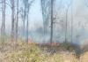 श्रावस्ती: अज्ञात कारण से जंगल में लगी आग फारेस्ट गार्ड झुलसे 