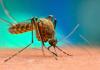 बरेली: मलेरिया से प्रभावित इलाकों में गंदगी और जलभराव की समस्या होगी दूर, सीडीओ ने दिए निर्देश
