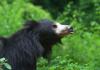 शांतिपुरी: मछली पकड़ रहे ग्रामीण पर भालू का हमला, स्थिति नाजुक