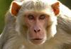 अयोध्या: बंदरों की उछल कूद से दगा बिजली तार, धमाके से डरे लोग, तीन घंटे बाद मिली बिजली