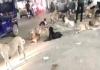 प्रयागराज: गर्मी में खूंखार हो रहे street dogs, लोगों को बना रहे शिकार-अस्पतालों में रेबीज के इंजेक्शन की कमी 