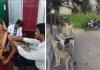 रामपुर: आवारा कुत्तों को नाश्ते में दूध ब्रेड और लंच-डिनर में मिल रहा चिकन
