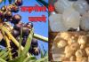 Health Tips: गर्मी में पेट को ठंडक देने में नारियल को टक्कर देता है ये फल, इन परेशानियों में है मददगार