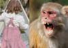 शाहजहांपुर: सात माह की बच्ची को उठा ले गए बंदर, सुबह मिला शव...परिवार में कोहराम