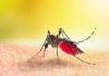 राष्ट्रीय डेंगू दिवस : मुरादाबाद में तीन साल में मिले 3096 डेंगू संक्रमित रोगी, पर्याप्त नहीं नियंत्रण के उपाय 