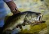 नैनीताल: नैनीझील के लिए खतरनाक कॉमन कॉर्प और बिग हेड मछलियों को बाहर निकाला 