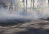 मुरादाबाद: मार्गों के किनारे पेड़-पौधों में धधक रही आग, वन विभाग बेखबर
