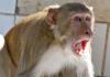 बदायूं: बंदरों से बचने को भागी युवती की जीना से गिरकर मौत, परिवार में मचा कोहराम