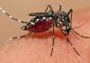 बदायूं: डंक मारने लगे मच्छर, रणनीति बनाने तक सीमित मलेरिया विभाग