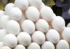 Bareilly News: परिवहन के दौरान अंडे खराब होने से बचाने के लिए शोध, सीएआरआई की ओर से दिए जा रहे कुछ सुझाव 