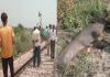 बदायूं: रेलवे लाइन किनारे मिला मगरमच्छ का शव, ट्रेन की चपेट में आने की आशंका