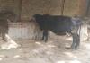 कासगंज: पशुओं पर गर्मी की मार, सूख रही दूध की धार 