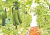 Kanpur: मौसम की मार से सब्जियां बेजार, झुलस रहा तरबूज और खरबूजा, विशेषज्ञों ने बताया- ऐसे करें फसलों का बचाव...