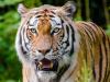 लखीमपुर-खीरी: मवेशी चराने गए किसान को बाघ ने मार डाला