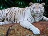 दिल्ली के चिड़ियाघर में सफेद बाघिन और शावक की मौत, ये रही वजह