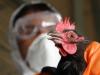 बर्ड फ्लू: पक्षियों से इंसानों में फैल सकता है एवियन इंफ्लूएंजा