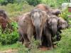 जंगली हाथियों ने तीन लोगों को कुचलकर उतारा मौत के घाट