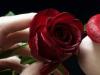 Rose Day: ये गुलाब नहीं आसां…बस इतना समझ लीजै, हर रंग अनोखा है और उसका मतलब भी जुदा है…