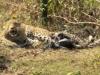 बनबसा: आर्मी के फायरिंग रेंज के पास तारबाड़ में फंसा तेंदुआ, वन विभाग ने किया रेस्क्यू